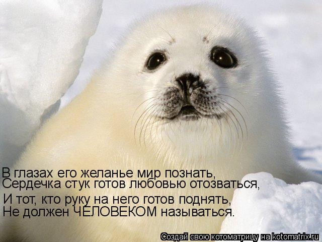 В глазах его желанье мир познать, Сердечка стук готов любовью отозваться, И тот, кто руку на него гот... Котоматрица: В глазах его желанье мир познать, Сердечка стук готов любовью отозваться, И тот, кто руку на него готов поднять, Не должен ЧЕЛОВЕКОМ называт