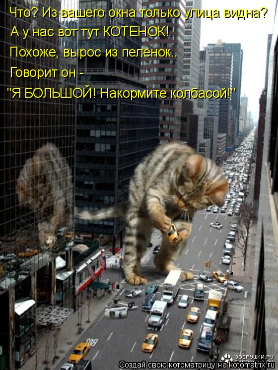 Что? Из вашего окна только улица видна? А у нас вот тут КОТЕНОК! Говорит он - "Я БОЛЬШОЙ! Накормите ... Котоматрица: Что? Из вашего окна только улица видна? А у нас вот тут КОТЕНОК! Говорит он - "Я БОЛЬШОЙ! Накормите колбасой!" Похоже, вырос из пелёнок..