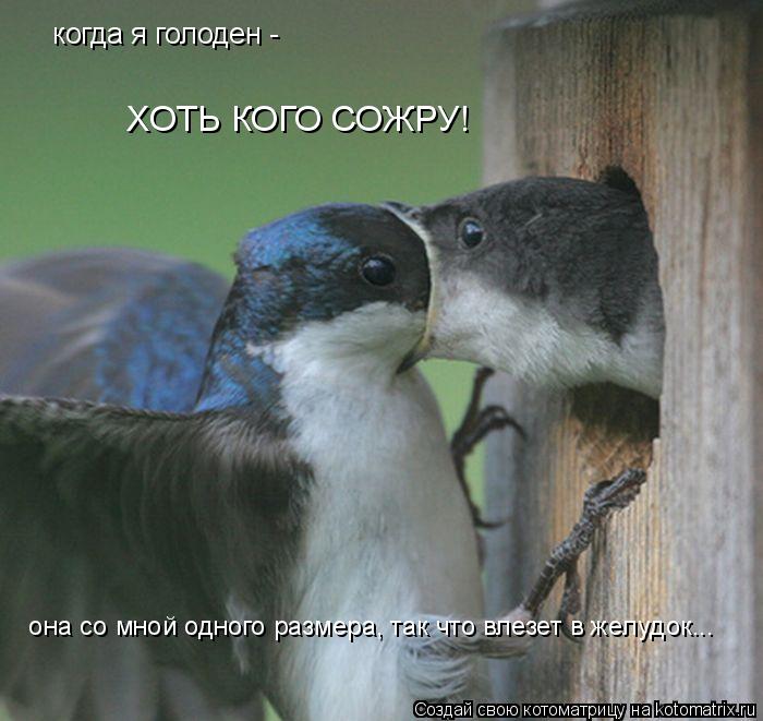 когда я голоден - ХОТЬ КОГО СОЖРУ! она со мной одного размера, так что влезет в желудок...... Котоматрица: когда я голоден - ХОТЬ КОГО СОЖРУ! она со мной одного размера, так что влезет в желудок...