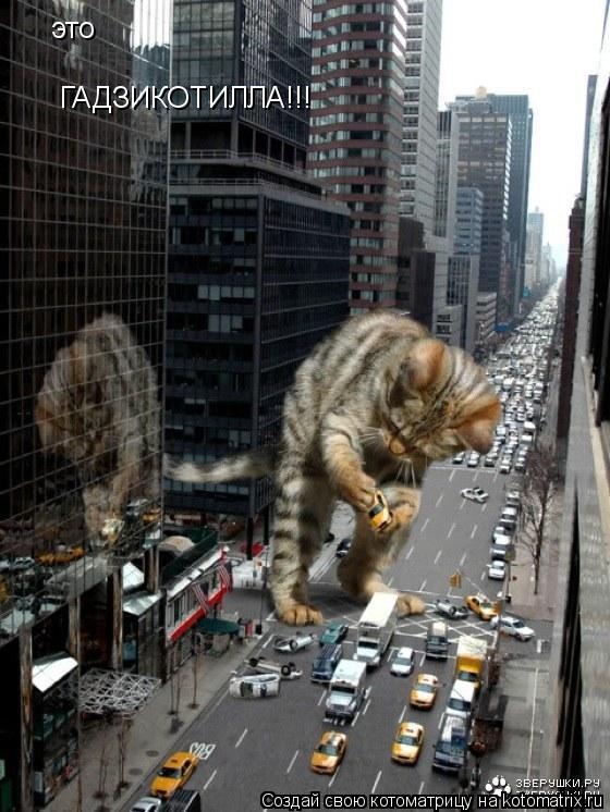 это ГАДЗИКОТИЛЛА!!!... Котоматрица: это ГАДЗИКОТИЛЛА!!!