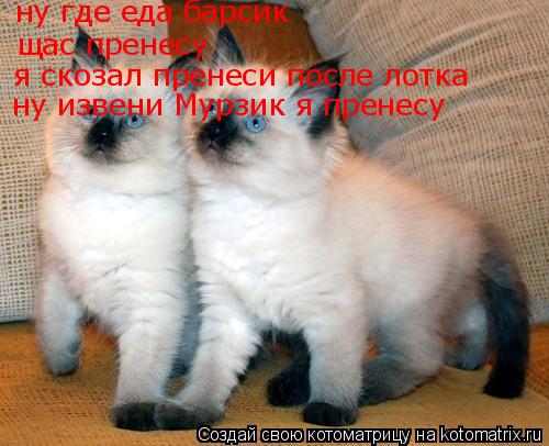 ну где еда барсик щас пренесу я скозал пренеси после лотка ну извени Мурзик я пренесу... Котоматрица: ну где еда барсик щас пренесу я скозал пренеси после лотка ну извени Мурзик я пренесу
