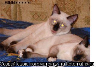 ЕДЫЫЫЫЫЫЫ... Котоматрица: ЕДЫЫЫЫЫЫЫ