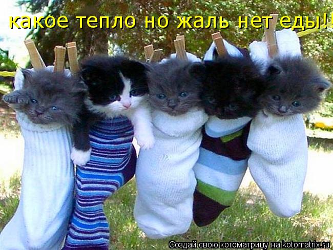 какое тепло но жаль нет еды!!!... Котоматрица: какое тепло но жаль нет еды!!!
