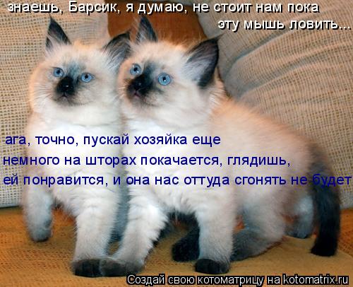знаешь, Барсик, я думаю, не стоит нам пока эту мышь ловить... ага, точно, пускай хозяйка еще немного... Котоматрица: знаешь, Барсик, я думаю, не стоит нам пока эту мышь ловить... ага, точно, пускай хозяйка еще немного на шторах покачается, глядишь, ей понравит
