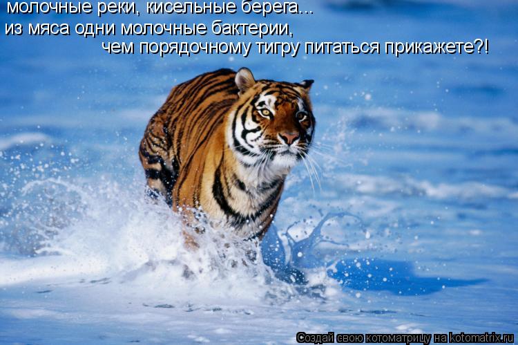 молочные реки, кисельные берега... из мяса одни молочные бактерии, чем порядочному тигру питаться при... Котоматрица: молочные реки, кисельные берега... из мяса одни молочные бактерии, чем порядочному тигру питаться прикажете?!
