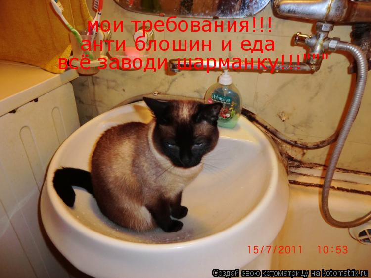 мои требования!!! анти блошин и еда всё заводи шарманку!!!"""... Котоматрица: мои требования!!! анти блошин и еда всё заводи шарманку!!!"""