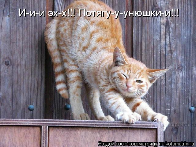И-и-и эх-х!!! Потягу-у-унюшки-и!!!... Котоматрица: И-и-и эх-х!!! Потягу-у-унюшки-и!!!
