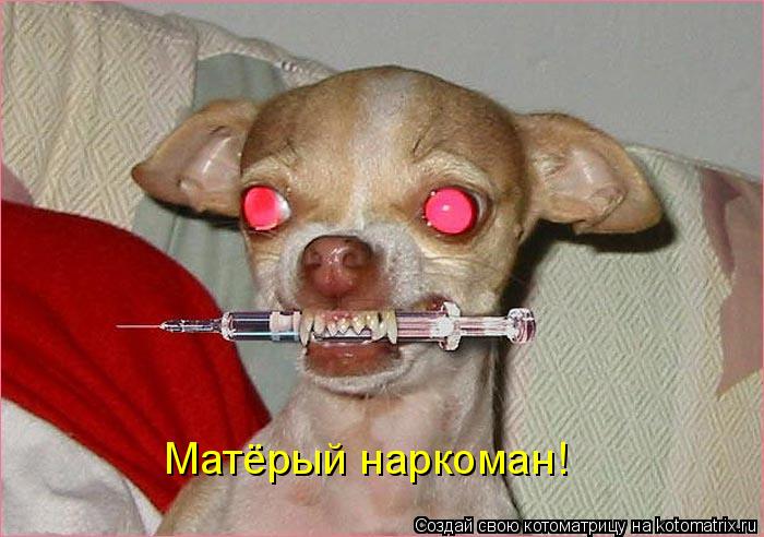 Матёрый наркоман!... Котоматрица: Матёрый наркоман!