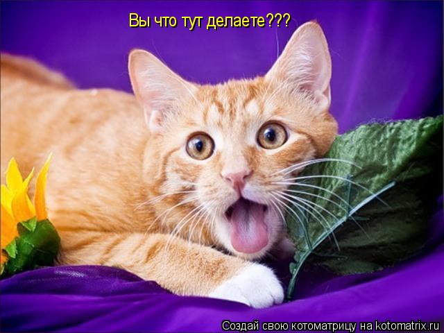 Вы что тут делаете???... Котоматрица: Вы что тут делаете???