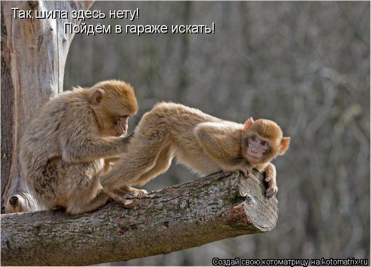 Котоматрица: Так,шила здесь нету! Пойдём в гараже искать!