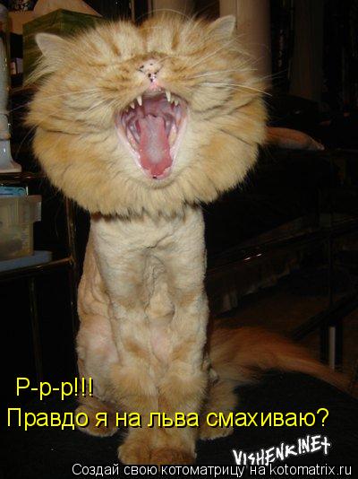 Р-р-р!!! Правдо я на льва смахиваю?... Котоматрица: Р-р-р!!! Правдо я на льва смахиваю?