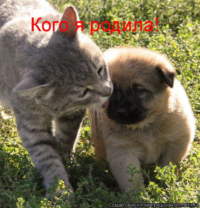 Кого я родила!... Котоматрица: Кого я родила!