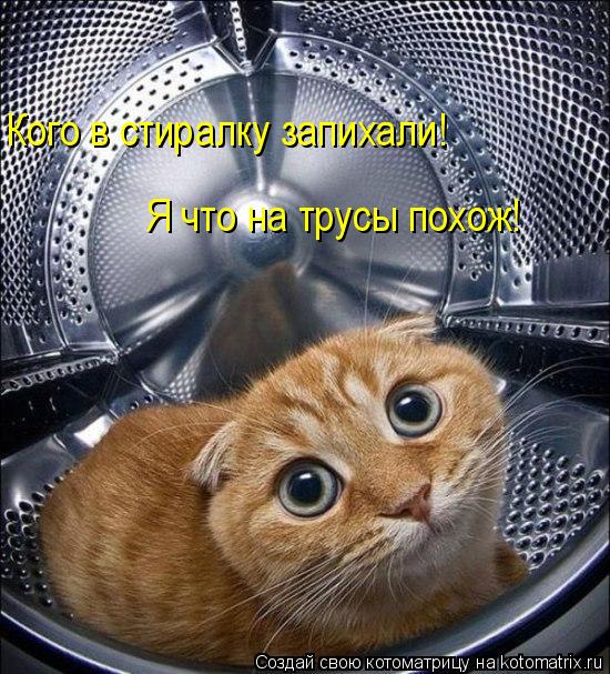 Котоматрица: Кого в стиралку запихали! Я что на трусы похож!