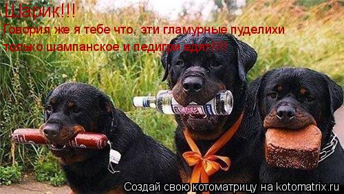 Котоматрица: Шарик!!! Говорил же я тебе что, эти гламурные пуделихи только шампанское и педигри едят!!!!