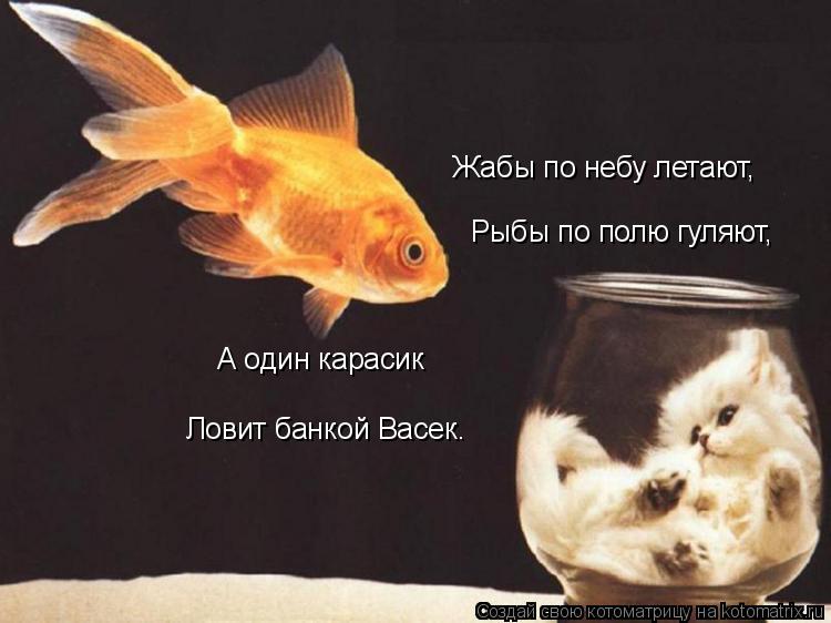 Жабы по небу летают, Рыбы по полю гуляют, А один карасик Ловит банкой Васек.... Котоматрица: Жабы по небу летают, Рыбы по полю гуляют, А один карасик Ловит банкой Васек.