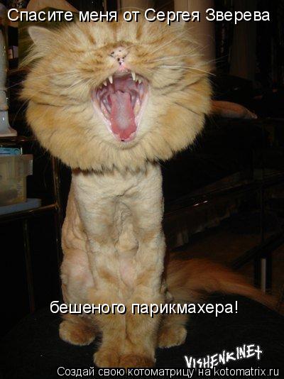 Котоматрица: Спасите меня от Сергея Зверева бешеного парикмахера!