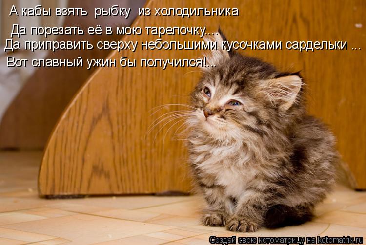 Котоматрица: Да порезать её в мою тарелочку.... Да приправить сверху небольшими кусочками сардельки ... Вот славный ужин бы получился!... А кабы взять  рыбку