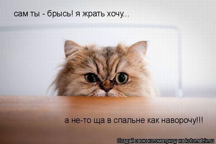 Котоматрица: сам ты - брысь! я жрать хочу... а не-то ща в спальне как наворочу!!!