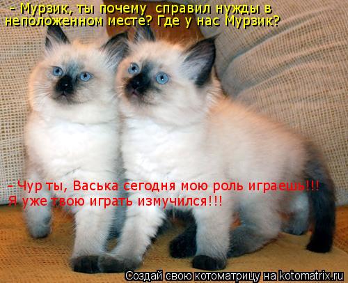 Котоматрица: - Мурзик, ты почему  справил нужды в  неположенном месте? Где у нас Мурзик? - Чур ты, Васька сегодня мою роль играешь!!! Я уже твою играть измучи