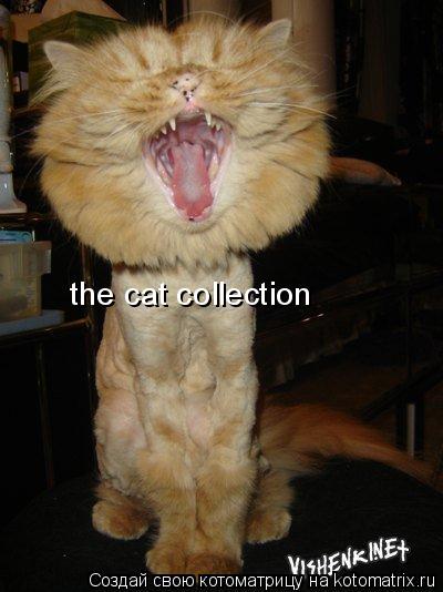 Котоматрица: the cat collection
