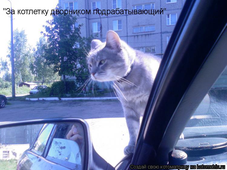 Котоматрица: "За котлетку дворником подрабатывающий"
