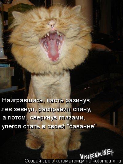 Котоматрица: Наигравшись, пасть разинув, лев зевнул, расправил спину, а потом, сверкнув глазами, улегся спать в своей "саванне"