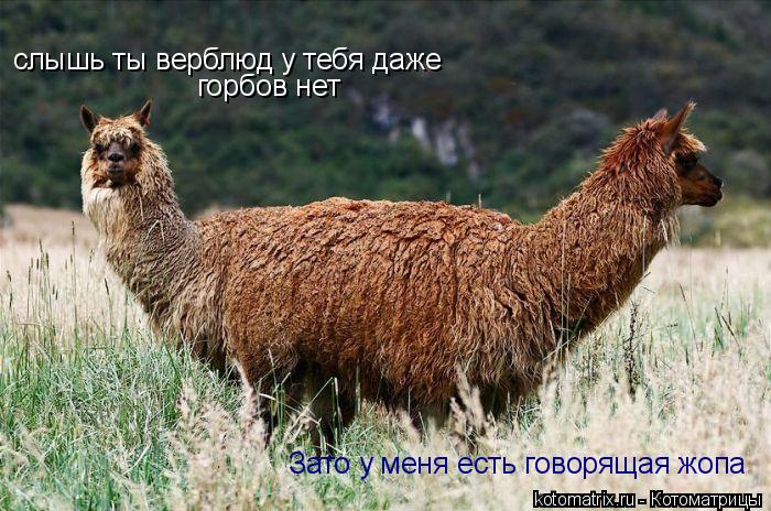 слышь ты верблюд у тебя даже горбов нет Зато у меня есть говорящая жопа... Котоматрица: слышь ты верблюд у тебя даже горбов нет Зато у меня есть говорящая жопа