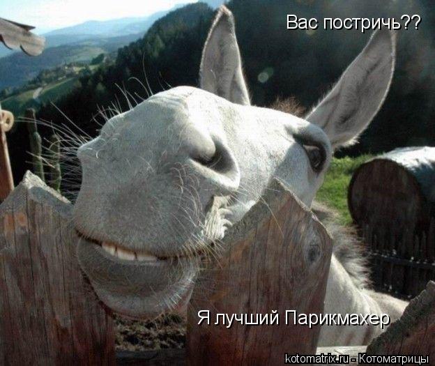 Котоматрица: Вас постричь?? Я лучший Парикмахер