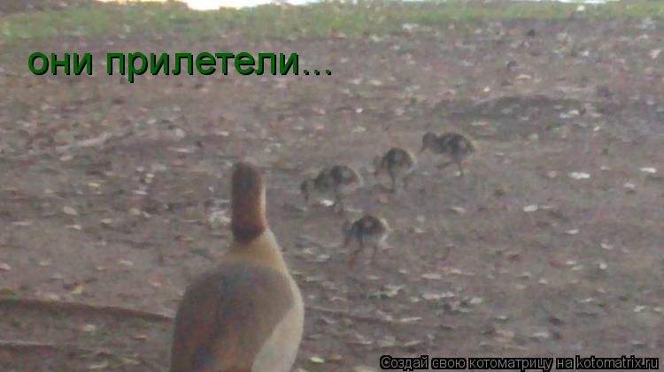 Котоматрица: они прилетели...