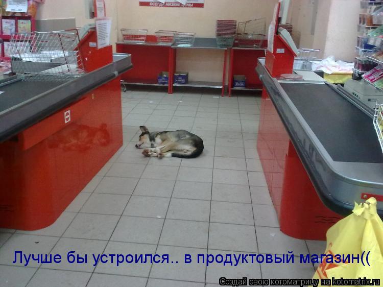 Котоматрица: Лучше бы устроился.. в продуктовый магазин(( Лучше бы устроился.. в продуктовый магазин((
