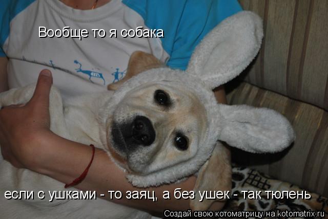 Котоматрица: Вообще то я собака если с ушками - то заяц, а без ушек - так тюлень