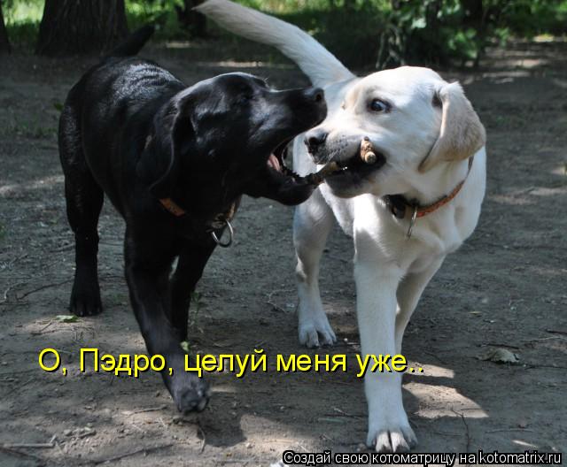 Котоматрица: О, Пэдро, целуй меня уже..