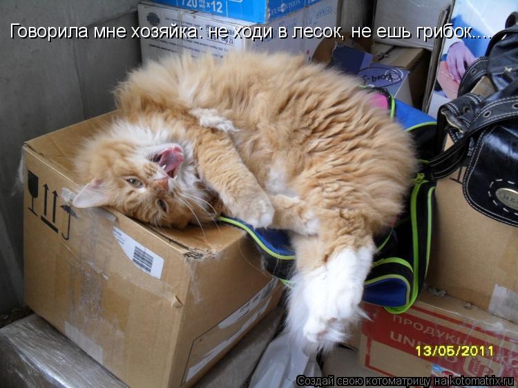 Котоматрица: Говорила мне хозяйка: не ходи в лесок, не ешь грибок....