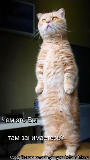 Котоматрица: Чем это Вы  там занимаетесь?