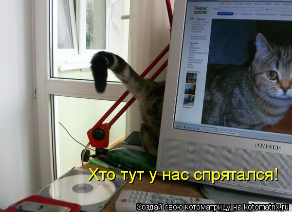 Хто тут у нас спрятался!... Котоматрица: Хто тут у нас спрятался!