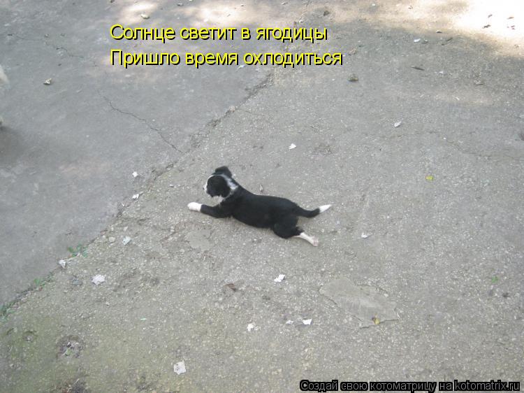 Солнце светит в ягодицы Пришло время охлодиться... Котоматрица: Солнце светит в ягодицы Пришло время охлодиться