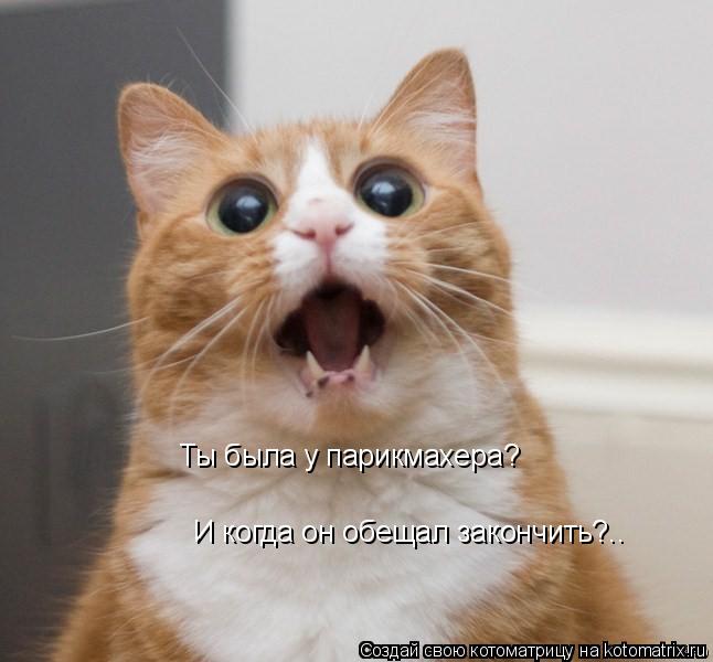 Ты была у парикмахера? И когда он обещал закончить?..... Котоматрица: Ты была у парикмахера? И когда он обещал закончить?..
