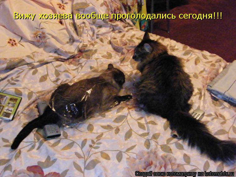 Вижу хозяева вообще проголодались сегодня!!!... Котоматрица: Вижу хозяева вообще проголодались сегодня!!!