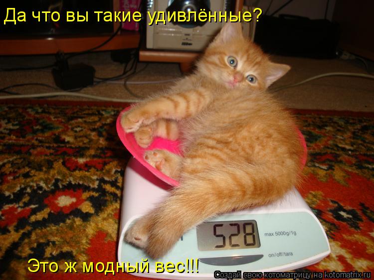 Да что вы такие удивлённые? Это ж модный вес!!!... Котоматрица: Да что вы такие удивлённые? Это ж модный вес!!!