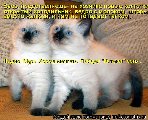 -Вась, представляешь- на хозяйке новые колготки, открытый холодильник, ведро с молоком, шторы, вместо... Котоматрица: -Вась, представляешь- на хозяйке новые колготки, открытый холодильник, ведро с молоком, шторы, вместо жалюзи, и нам не попадает тапком. -Ладно