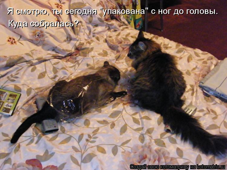 Я смотрю, ты сегодня "упакована" с ног до головы. Куда собралась?... Котоматрица: Я смотрю, ты сегодня "упакована" с ног до головы. Куда собралась?