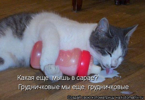 Грудничковые мы еще, грудничковые Какая еще мышь в сарае?... Котоматрица: Грудничковые мы еще, грудничковые Какая еще мышь в сарае?