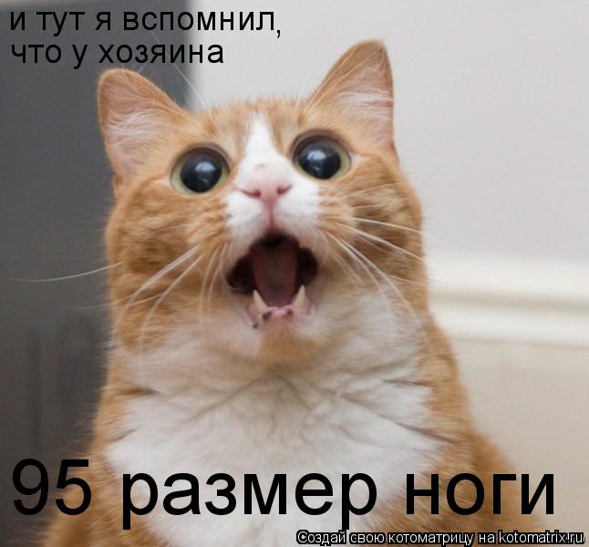 и тут я вспомнил что у хозяина , 95 размер ноги... Котоматрица: и тут я вспомнил что у хозяина , 95 размер ноги