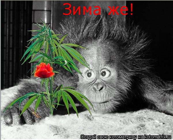 Котоматрица: Зима же!