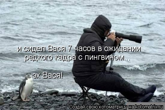 Котоматрица: и сидел Вася 7 часов в ожидании редкого кадра с пингвином... эх Вася!