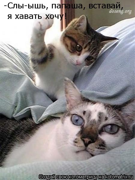 Котоматрица: -Слы-ышь, папаша, вставай, я хавать хочу!