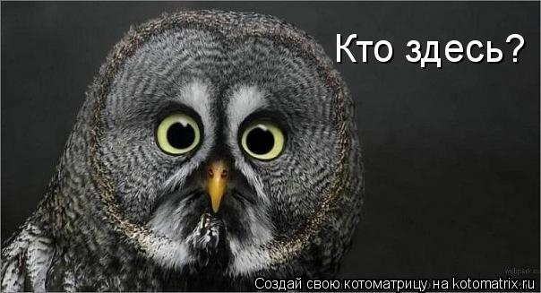 Котоматрица: Кто здесь?