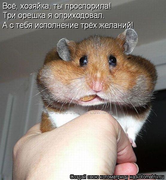 Котоматрица: Всё, хозяйка, ты проспорила! Три орешка я оприходовал. А с тебя исполнение трёх желаний!