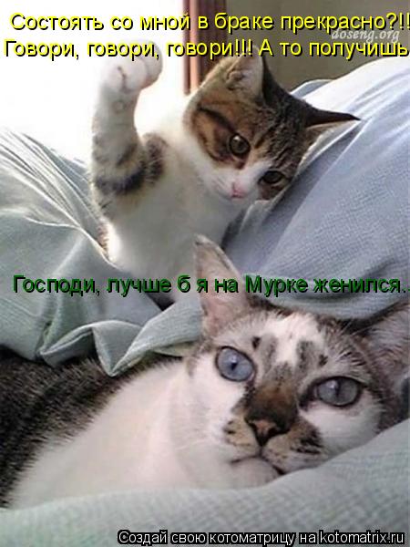 Котоматрица: Состоять со мной в браке прекрасно?!! Говори, говори, говори!!! А то получишь! Господи, лучше б я на Мурке женился...
