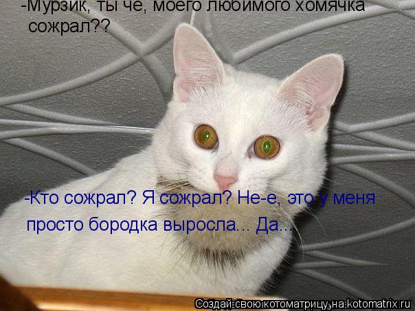 Котоматрица: -Мурзик, ты чё, моего любимого хомячка сожрал?? -Кто сожрал? Я сожрал? Не-е, это у меня просто бородка выросла... Да...